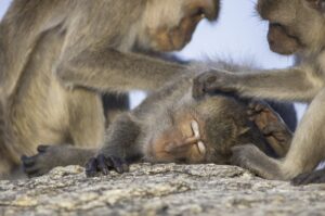 Natural Grooming Products You’ll Love